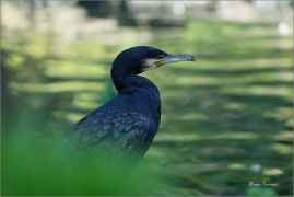 <p>KORMORÁN VELKÝ (Phalacrocorax carbo) Zoo Drážďany ---- /Great cormorant - Kormoran/</p>